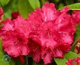 Rhododendron 8T53D-11